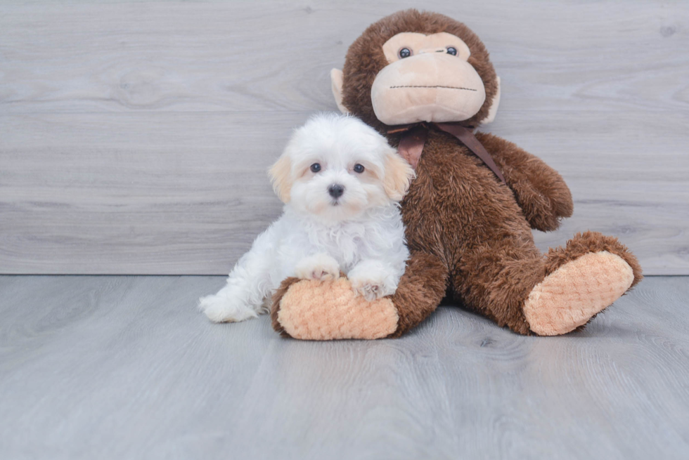 Popular Havanese Purebred Pup