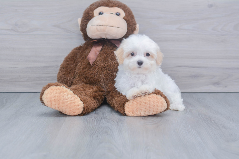 Havanese Pup Being Cute