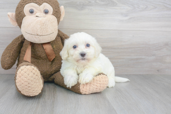 Friendly Havanese Baby