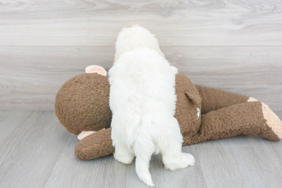 Best Havanese Baby