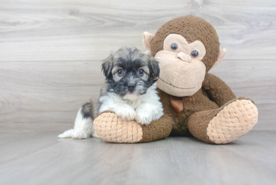 Havanese Puppy for Adoption