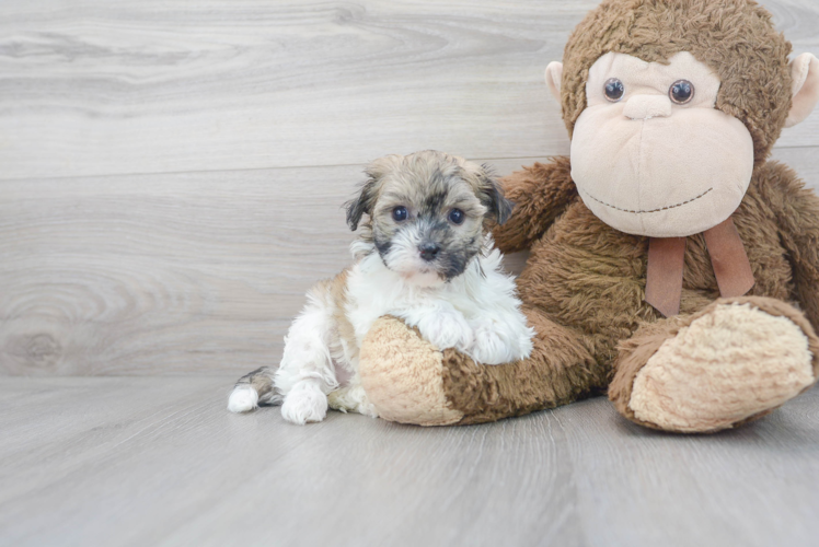 Havanese Pup Being Cute