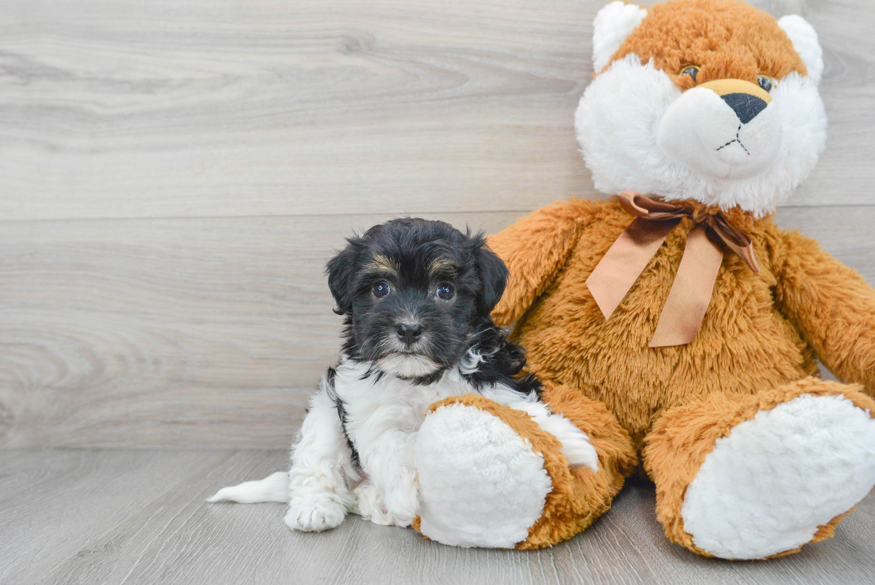 Friendly Havanese Baby