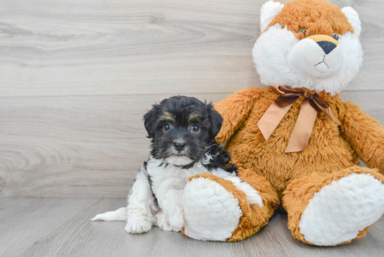 Friendly Havanese Baby