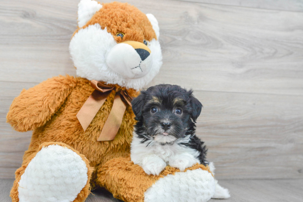 Hypoallergenic Havanese Baby