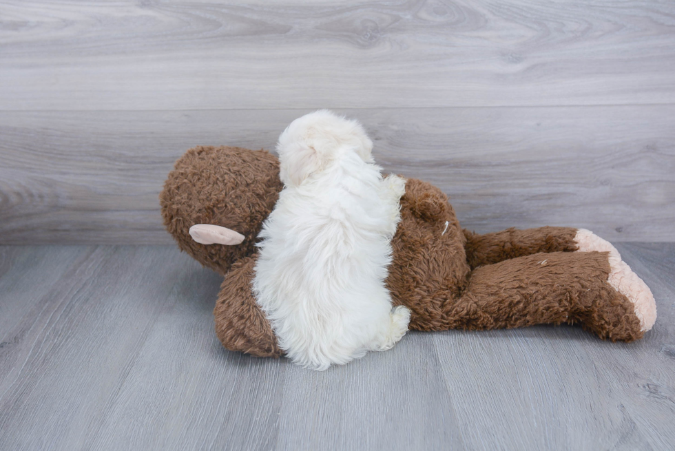 Havanese Pup Being Cute