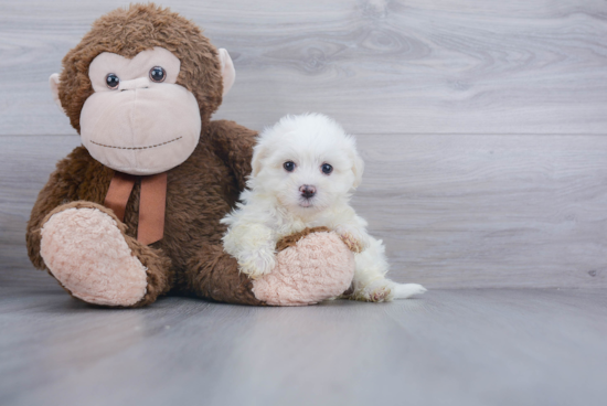 Havanese Puppy for Adoption