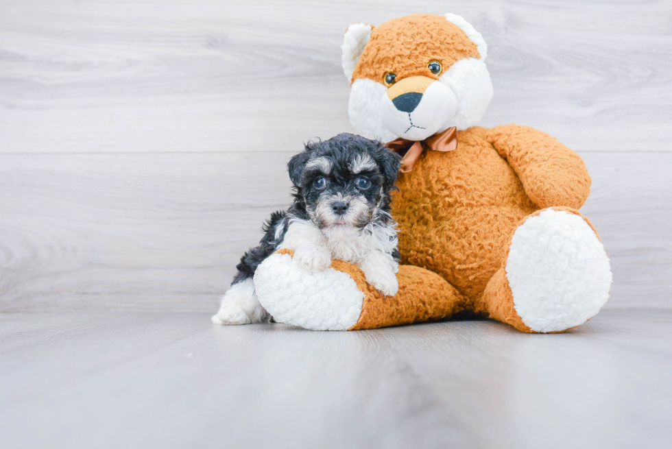 Sweet Havanese Purebred Puppy