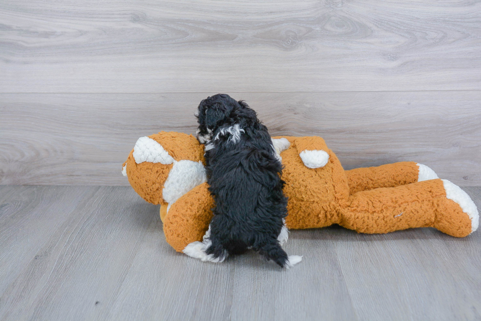 Havanese Pup Being Cute