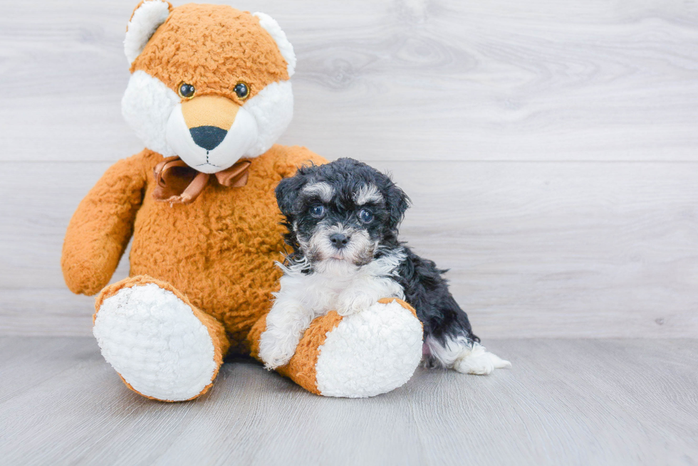 Hypoallergenic Havanese Baby