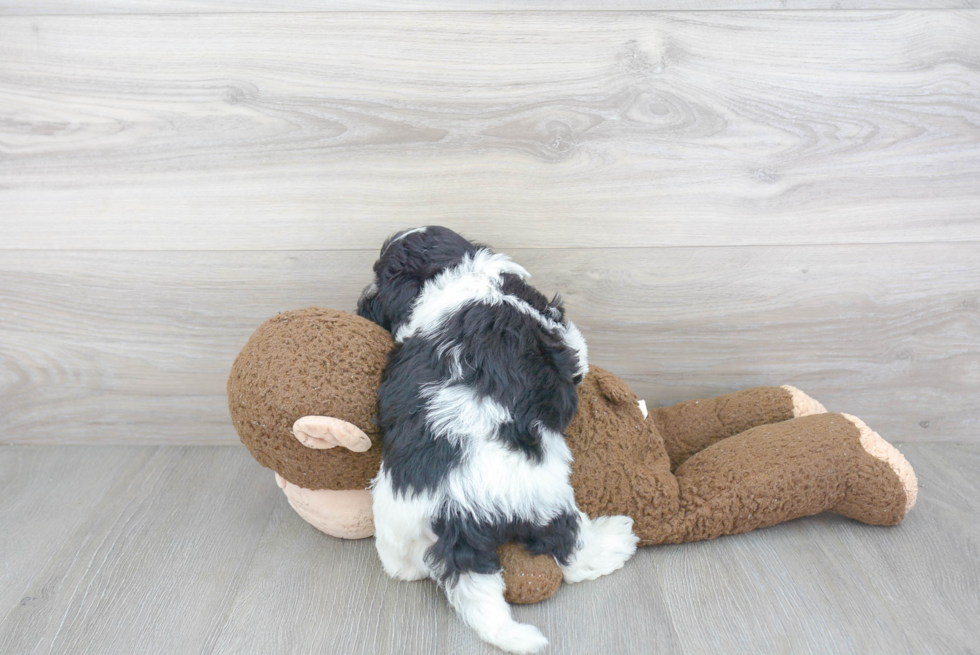 Havanese Pup Being Cute