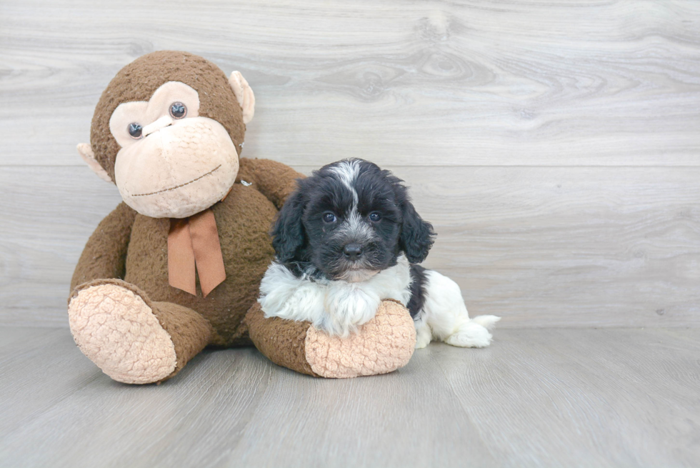 Havanese Puppy for Adoption