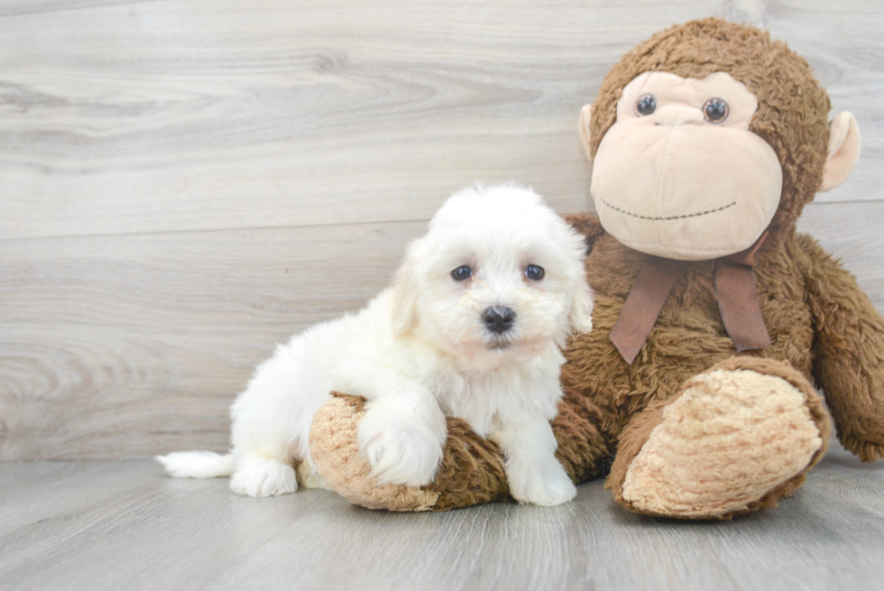 Havanese Puppy for Adoption