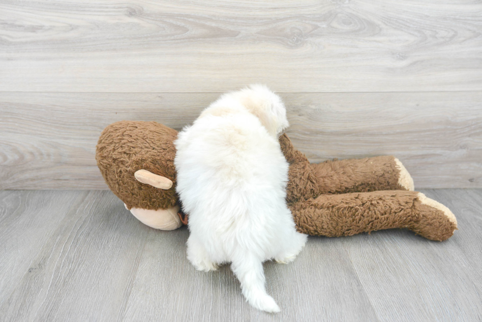 Havanese Pup Being Cute