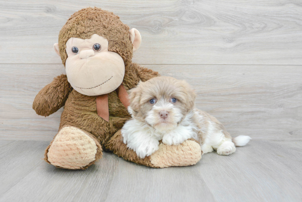 Small Havanese Baby