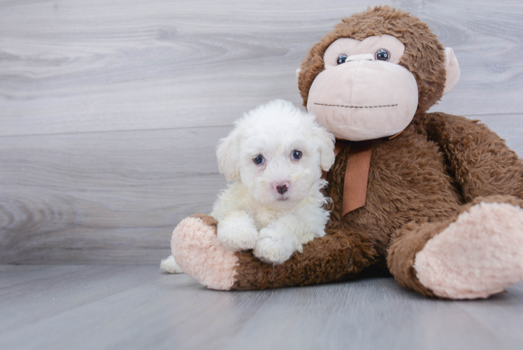 Havanese Pup Being Cute