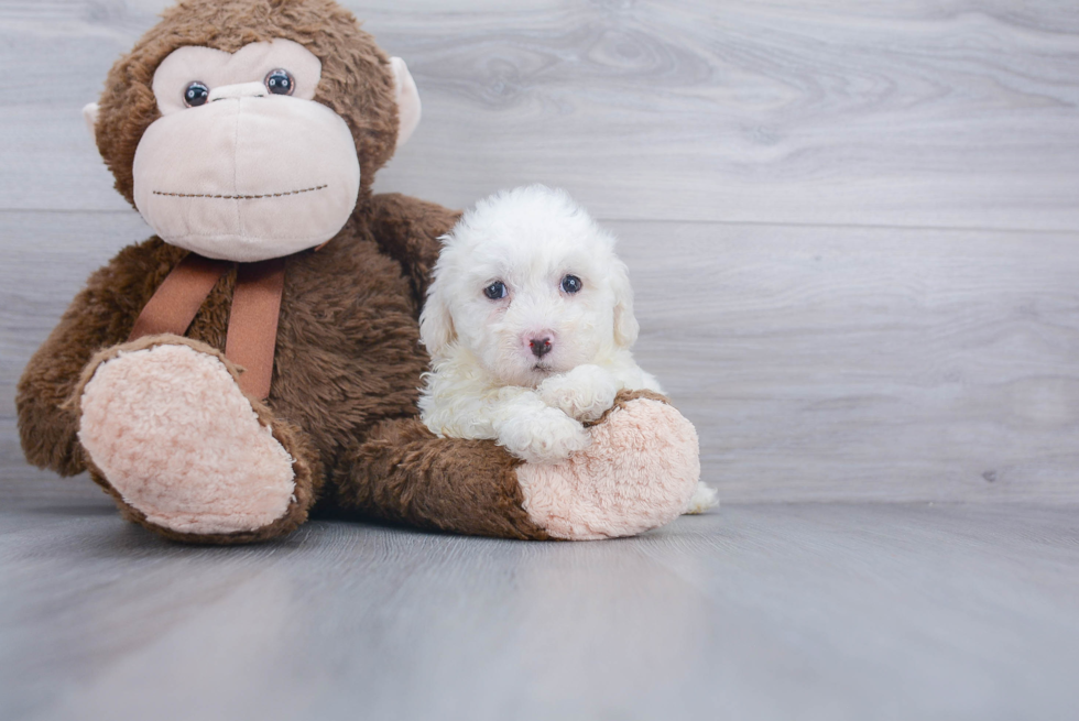 Best Havanese Baby