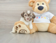 6 week old Havanese Puppy For Sale - Premier Pups
