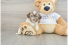 Petite Bichon Havanes Purebred Puppy