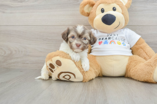 Petite Bichon Havanes Purebred Puppy