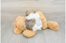 Havanese Puppy for Adoption