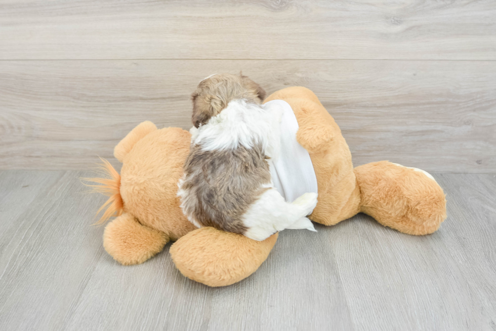Havanese Puppy for Adoption