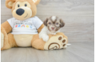 Best Havanese Baby