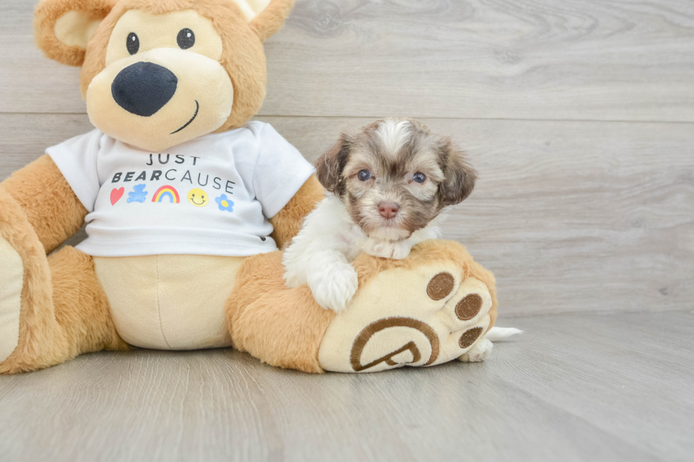 Best Havanese Baby