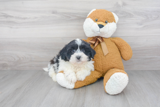 Smart Havanese Purebred Puppy