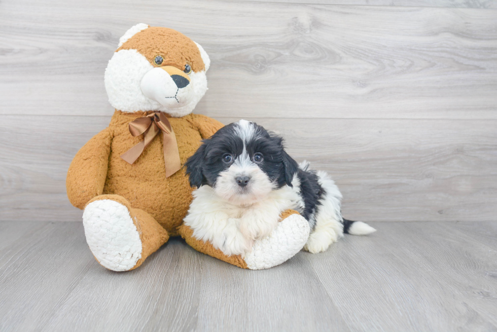 Best Havanese Baby