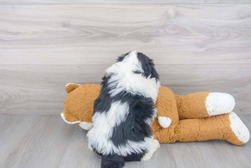 Best Havanese Baby