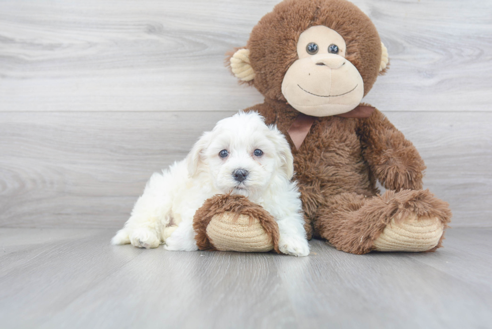 Small Havanese Baby