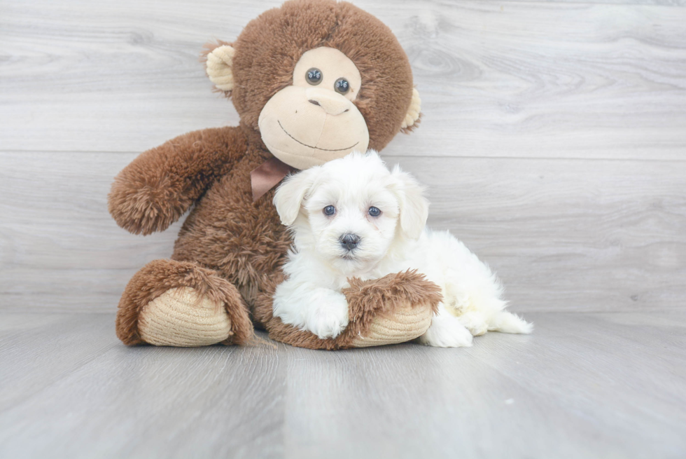 Cute Havanese Purebred Puppy