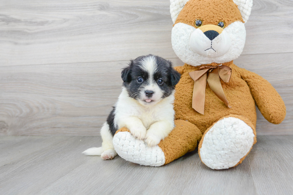 Akc Registered Havanese Purebred Pup