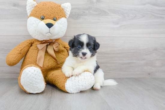 Petite Havanese Purebred Puppy