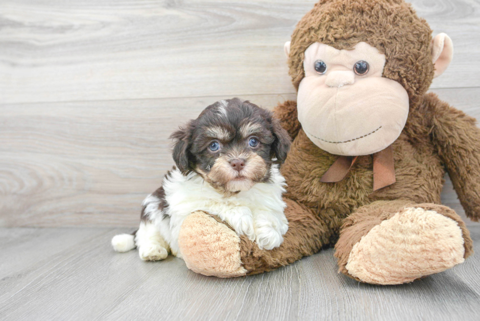 Havanese Puppy for Adoption