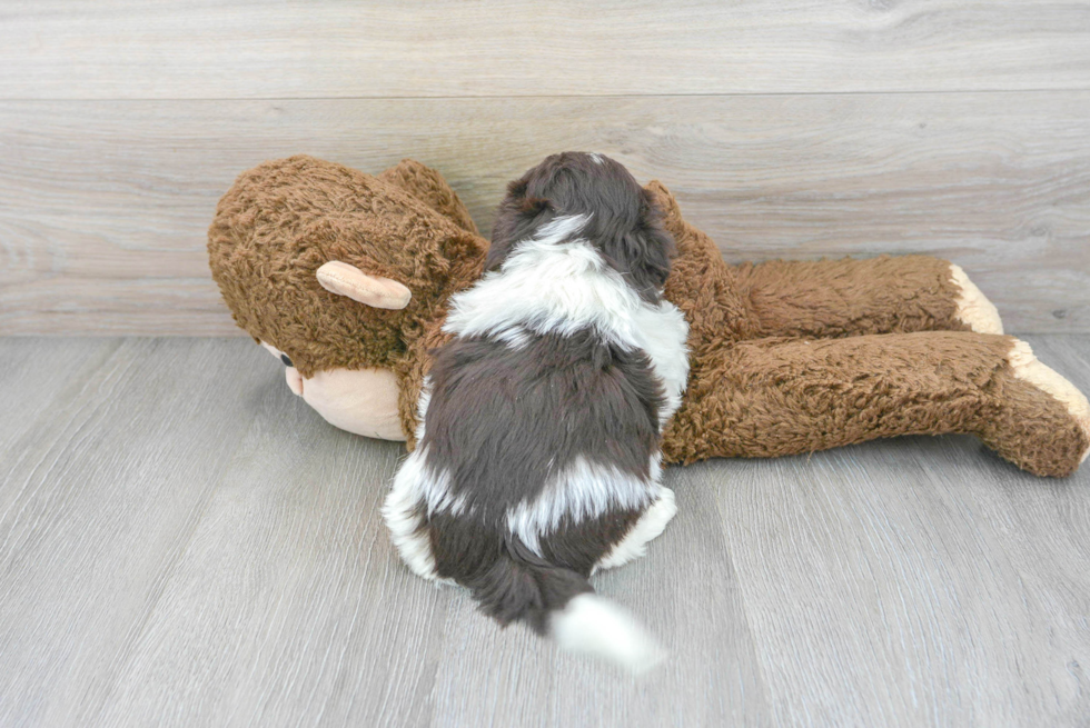 Small Havanese Purebred Pup