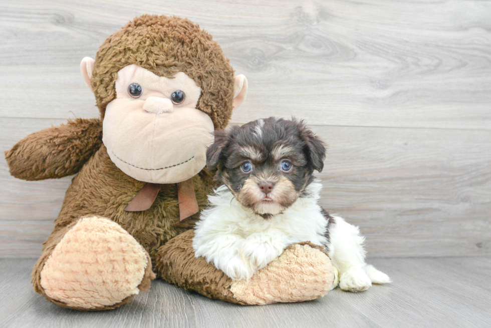 Energetic Havanese Purebred Puppy