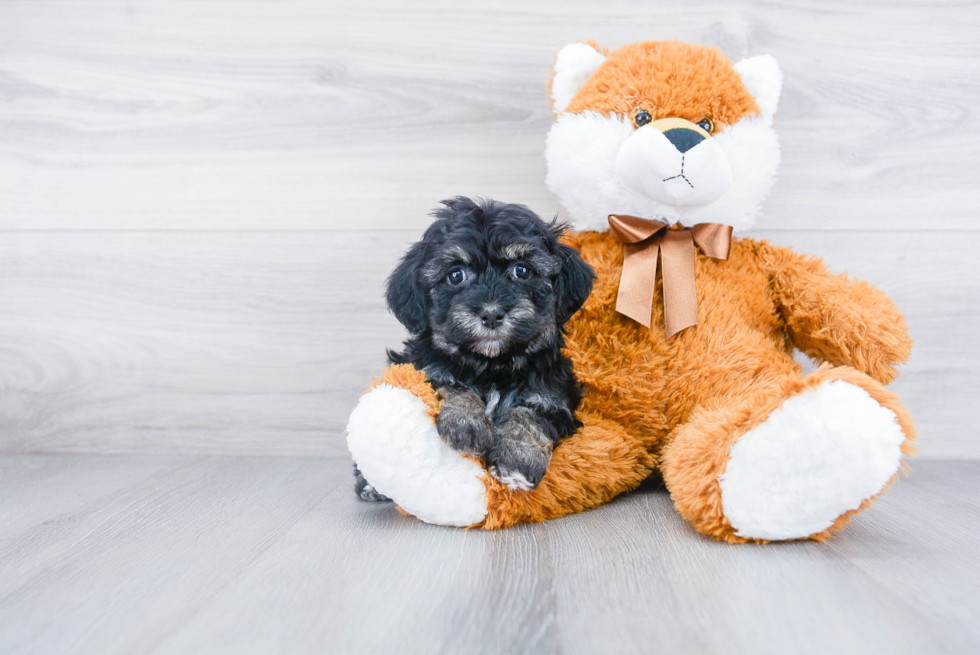 Akc Registered Havanese Purebred Pup