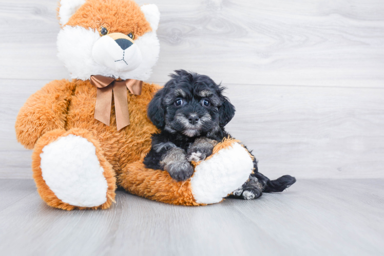 Havanese Puppy for Adoption