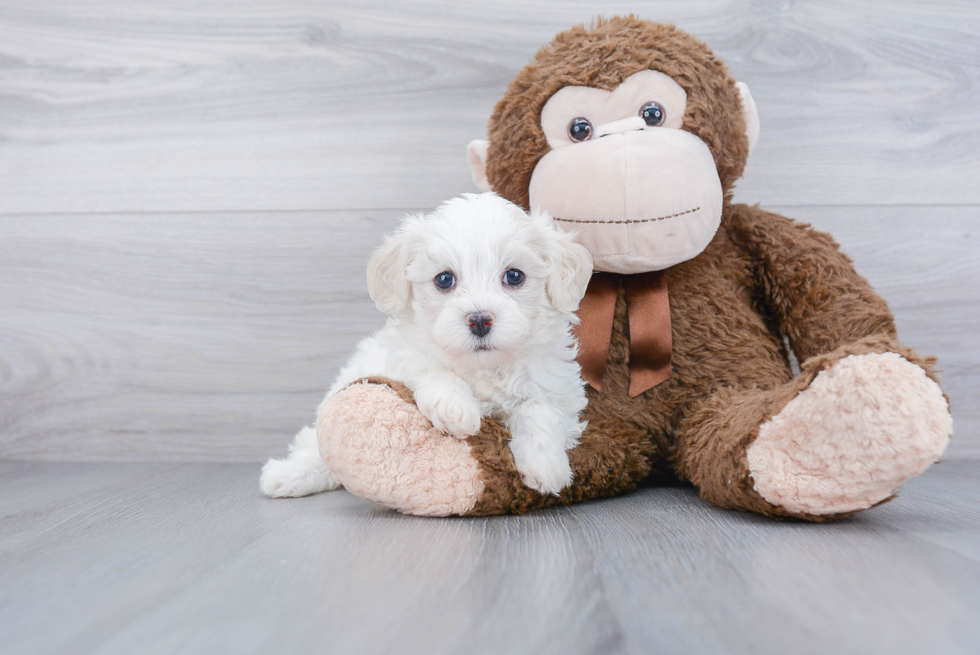 Havanese Puppy for Adoption