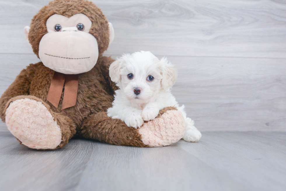 Funny Havanese Baby