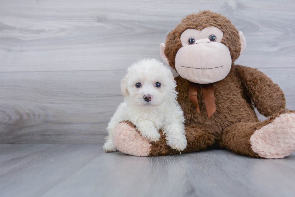 Adorable Havanese Purebred Puppy