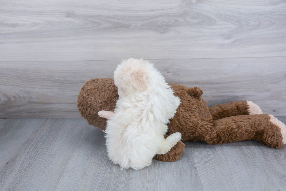 Playful Havanese Purebred Pup