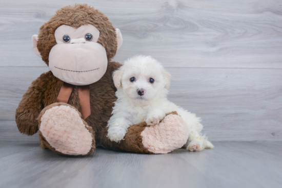 Funny Havanese Baby