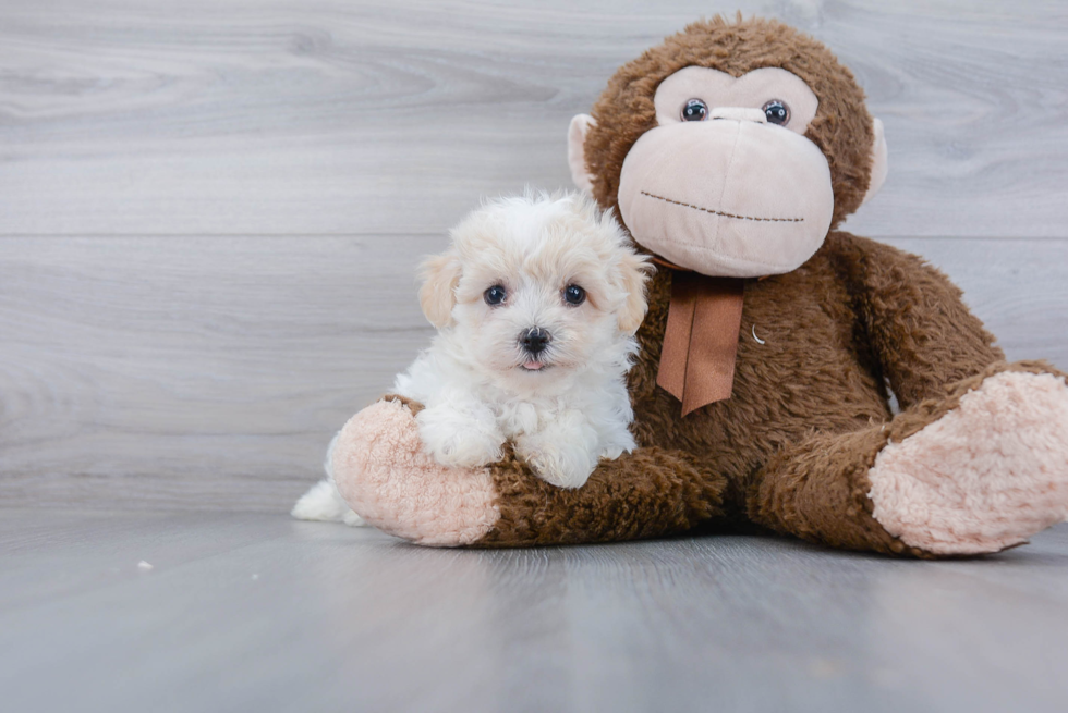 Small Havanese Purebred Pup