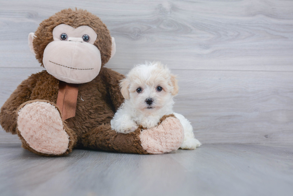 Havanese Pup Being Cute