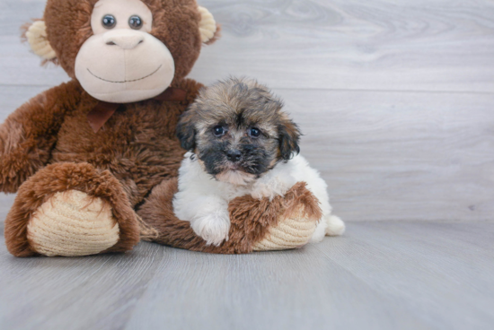 Best Havanese Baby