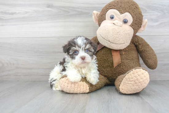 Adorable Havanese Purebred Puppy