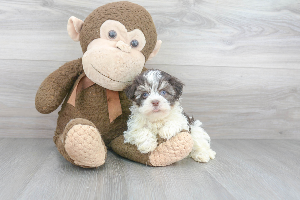 Little Havanese Purebred Pup